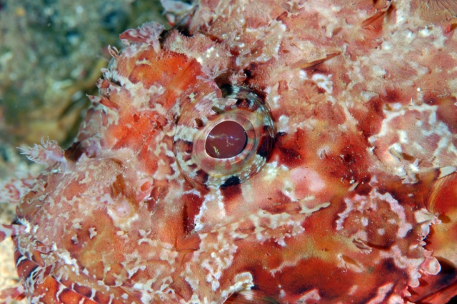  to the bottom of the sea 