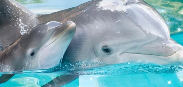  dauphins 