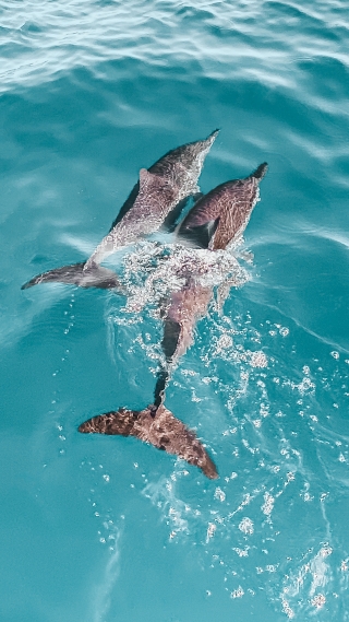 Delfinbeobachtung 3–10 Jahre Insel Figarolo 1 Std