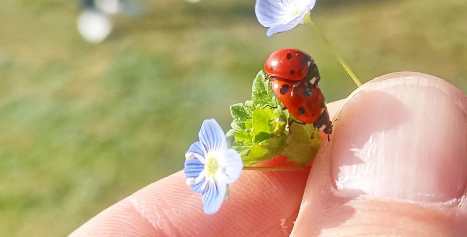  Primavera 
