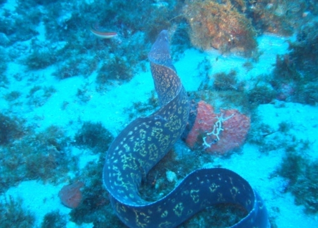  marine fauna 