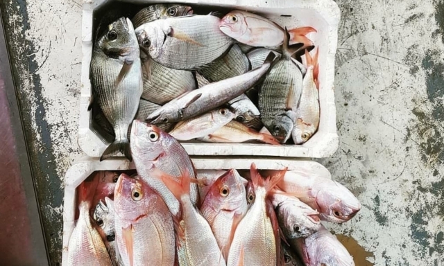  poisson 