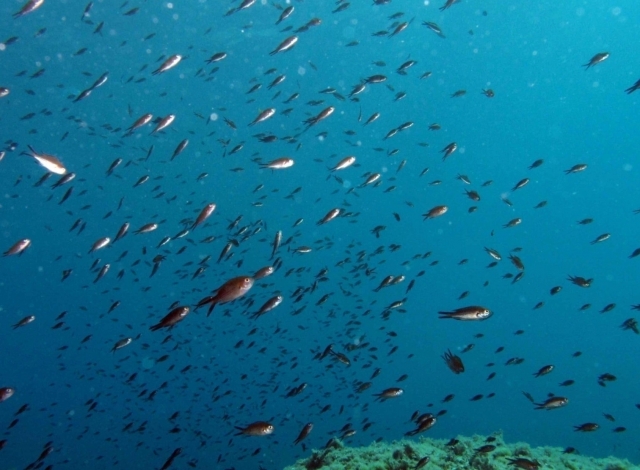  Beleias marinhas 