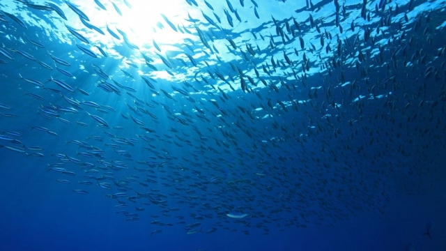  pêche 