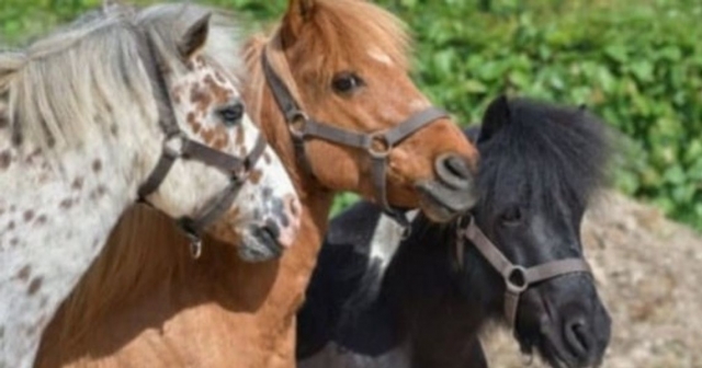  Nuestros ponis 