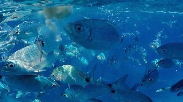  snorkeling