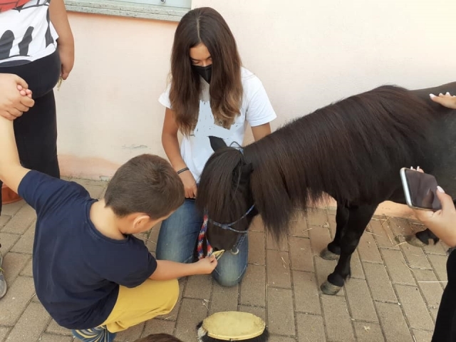 Juntamente com nossos Ponys após a lição 