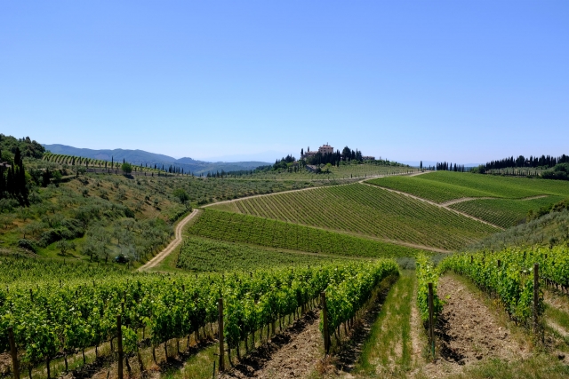 Les vignes du Chianti 