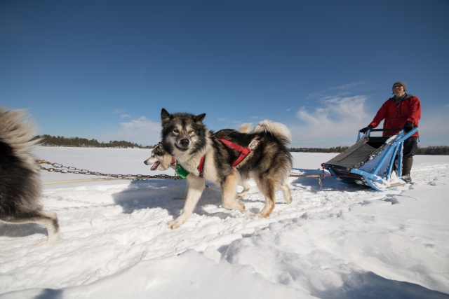  Sleddog 