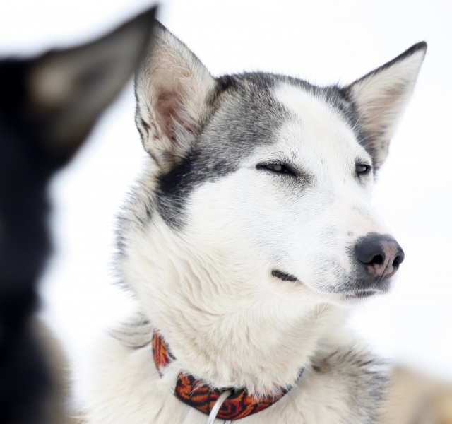  Husky 