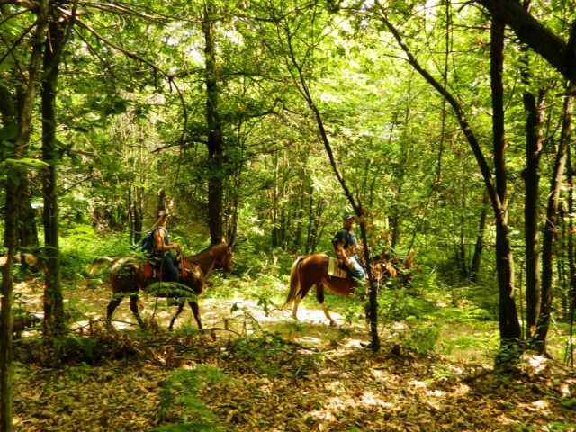  ruta por el bosque