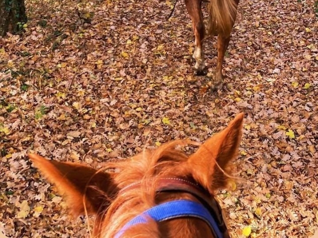  Promenade dans les feuillages d'automne 