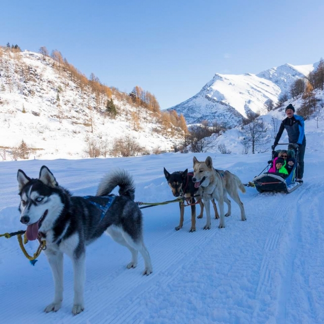 I nostri Alaskan Husky