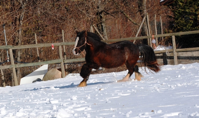  Los ponis en nuestro rancho 