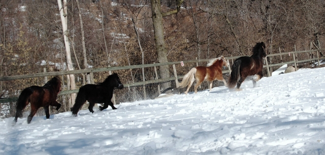  Los ponis en nuestro rancho 