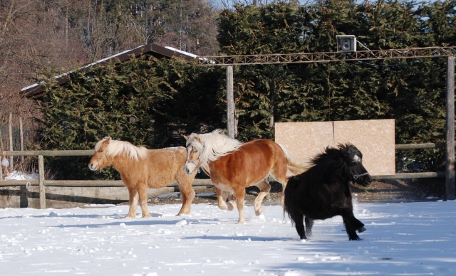 Los ponis del rancho 