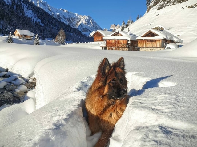  Even our four-legged friends enjoy the snow.