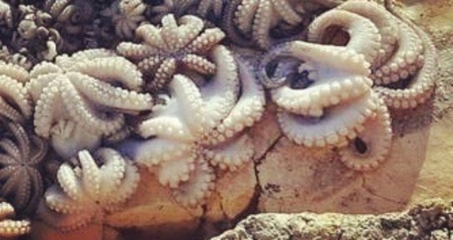  Die Kraken, die wir gefangen haben