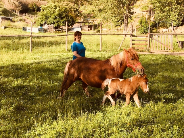  Nuestros ponis libres en el recinto 