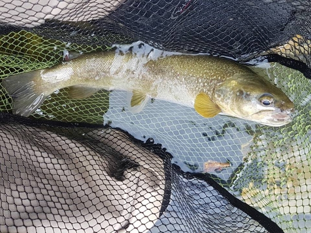 pesce pescato