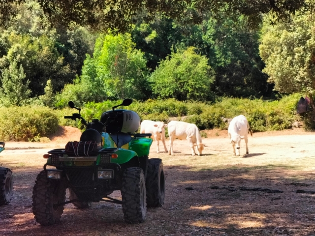 Fahren Sie mit unseren Quads inmitten der Natur 