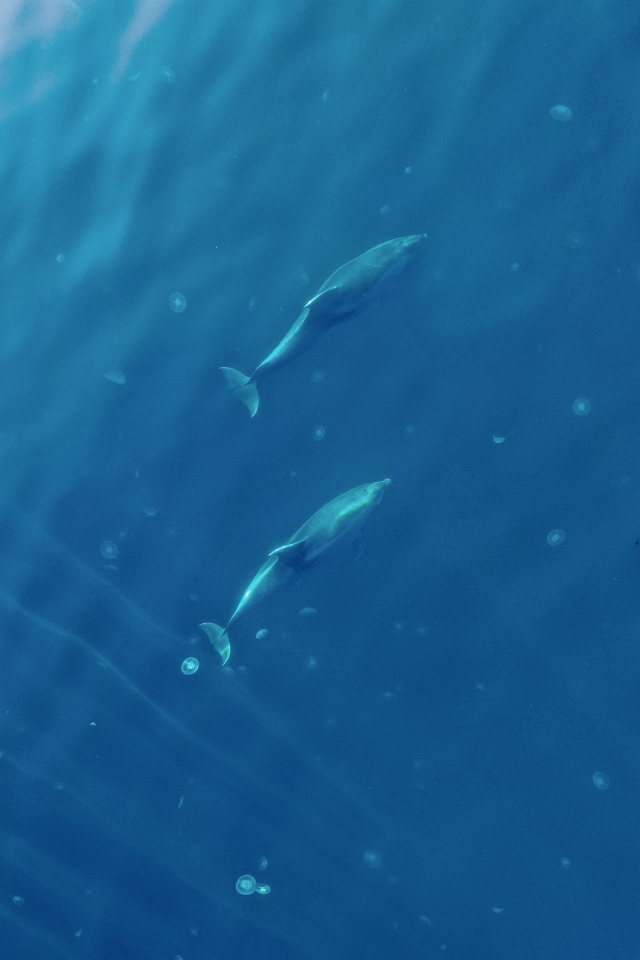  Observations de dauphins 