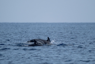 Dolphin watching in Giardini Naxos for 2 hours