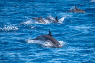 Delfinbeobachtung mit dem Boot 3 Stunden in Cugnana Marina