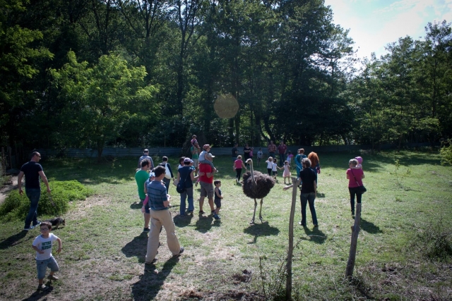  ostrich children's party 