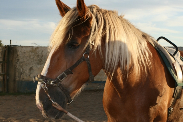 Paseo a caballo entre las ruinas etruscas de Cerite 2H
