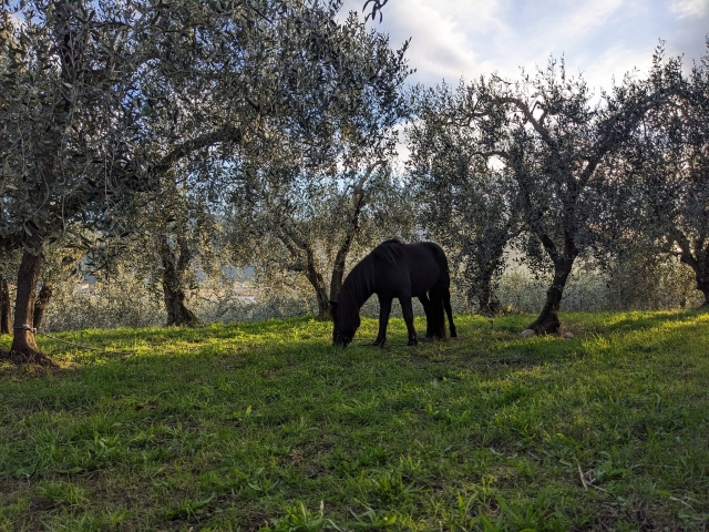 Steed in the greenery 