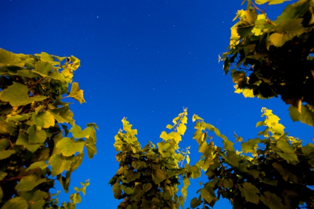 Tra le vigne