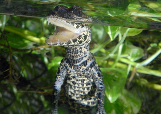  1200 animais no jardim zoológica 