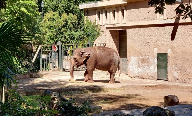  elefantes do bioparco 