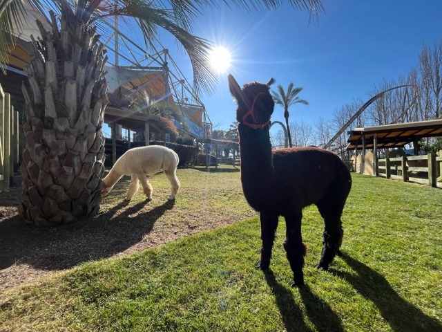 Alpaca al sole