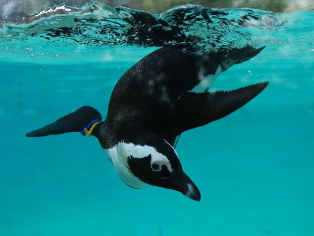 The penguins of the Zoological Park 