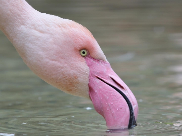  Pink flamingos in Pistoia 