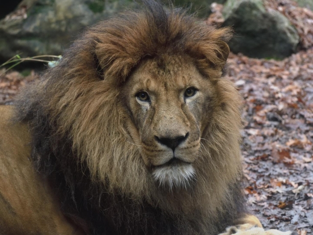  The king of the savannah in Tuscany 