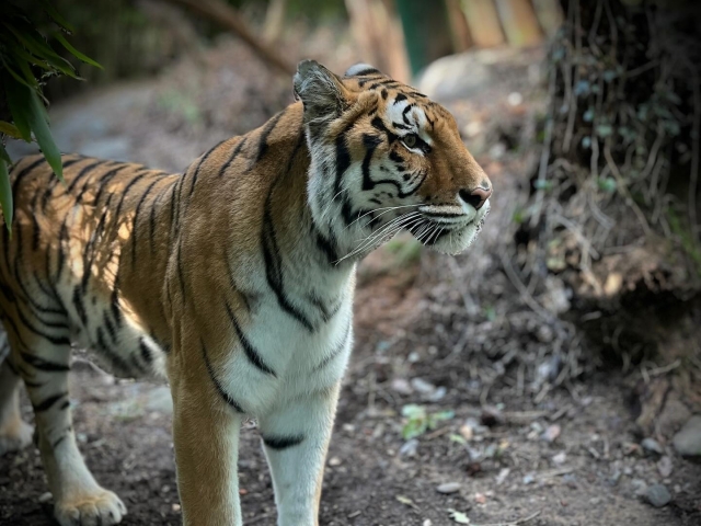  A magnificent tiger 