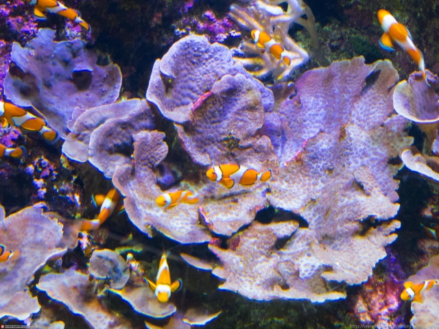  Sea Life 的小丑鱼 