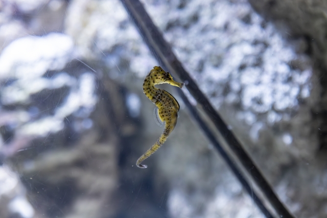  维罗纳水族馆的海马 