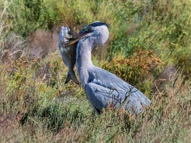  A heron from the nature reserve 