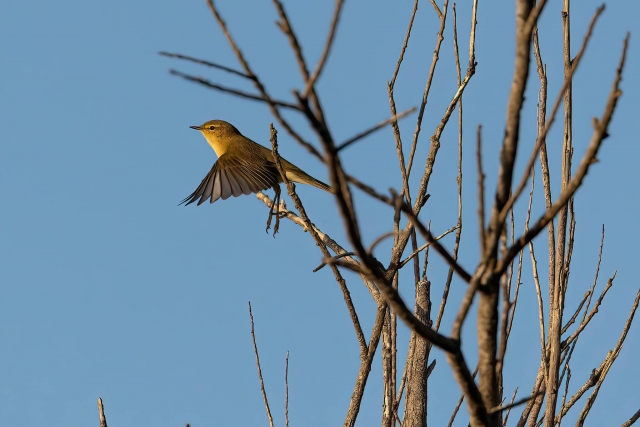  A passerine specimen 