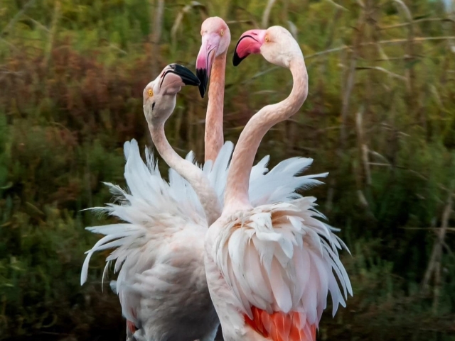  Flamingos 