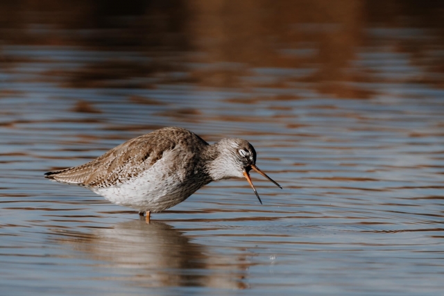  Fauna of Lake Burano 