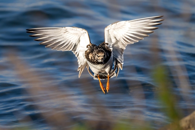  Heron in flight 
