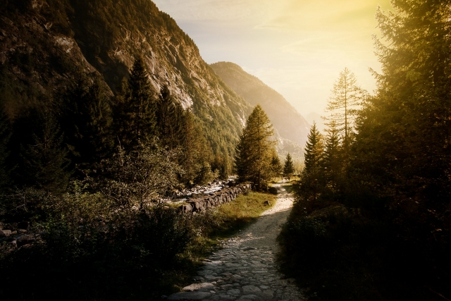  The woods of Valtellina 