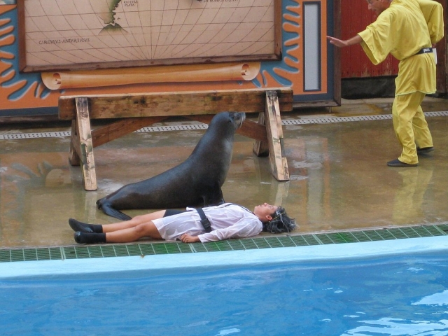  Le spectacle des otaries 