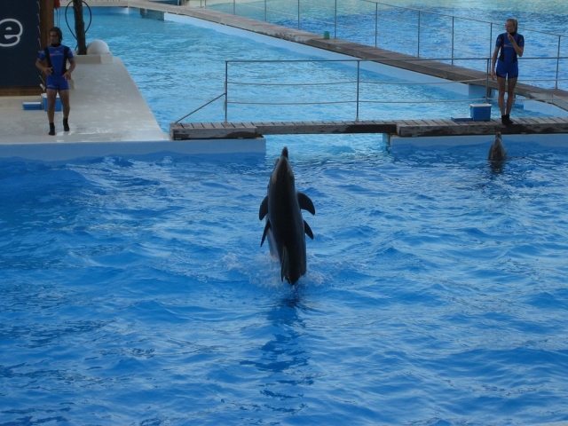  Les acrobaties des dauphins