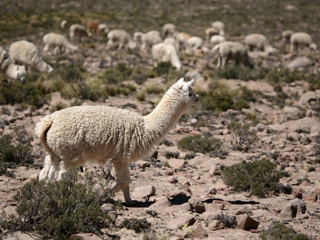  Alpacas in nature 